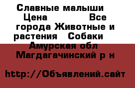 Славные малыши! › Цена ­ 10 000 - Все города Животные и растения » Собаки   . Амурская обл.,Магдагачинский р-н